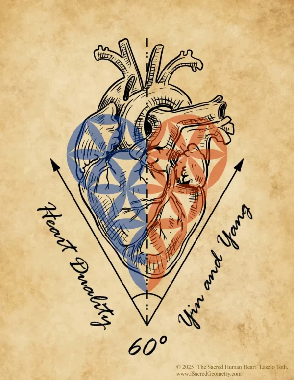 iSacredGeometry Hidden Geometry within the Heart Sacred Human Heart vintage Letter Laszlo T New